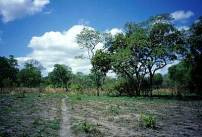 Eastern Miombo woodlands
